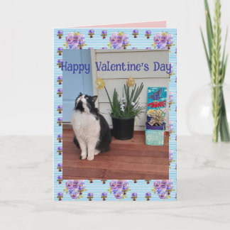 Tuxedo Cat Funny Cute Cats Valentines Day Blue Karte