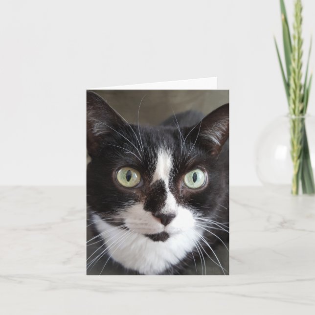 Tuxedo Cat Karte (Vorderseite)