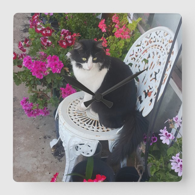 Tuxedo Cat Maroon Dark Pink Cats and Flowers Quadratische Wanduhr (Vorderseite)