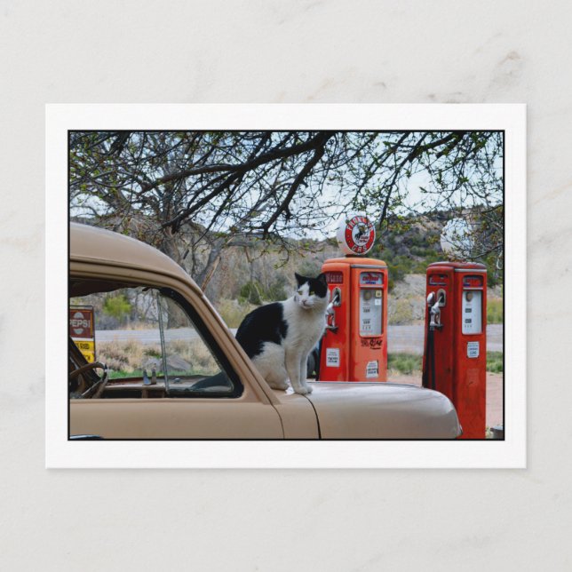 Tuxedo Cat, New Mexico Tankstelle Museum Postkarte (Vorderseite)