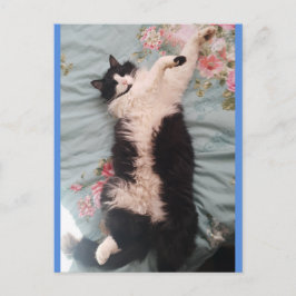 Tuxedo Cat Niedlich Doing a Happy Dance Postkarte