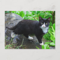 Tuxedo Cat Park Postcard