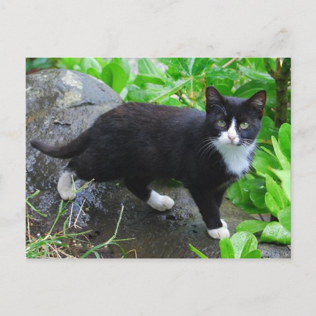 Tuxedo Cat Park Postcard Postkarte (Vorderseite)