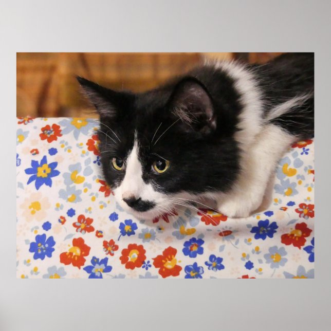 Tuxedo Cat Poster (Vorne)