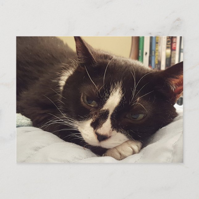 Tuxedo Cat Postkarte (Vorderseite)