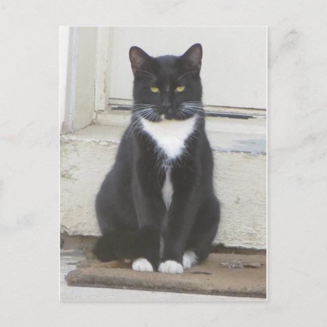 Tuxedo Cat Postkarte (Vorderseite)