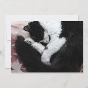 Tuxedo Kat Kitty Cats Schwarz-Weiß Caturday Feiertagskarte