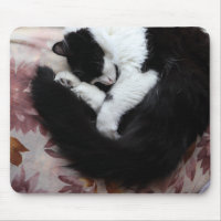 Tuxedo Kat Kitty Cats Schwarz-Weiß Caturday