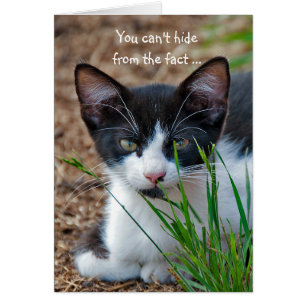 Tuxedo Kätzchen versteckt sich hinter Gras