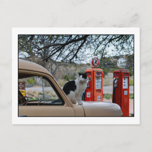 Tuxedo-Katze, New Mexico Gasoline Station Museum Postkarte