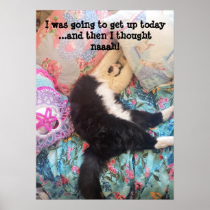 Tuxedo Katze Niedlich Funny Shabby Schlafkatzen Po Poster