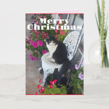Tuxedo Katze Niedliche Hübsche Blume Katze Weihnac