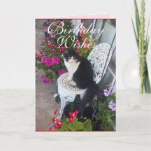 Tuxedo Katze Niedliche Hübsche Blume Katzen Geburt