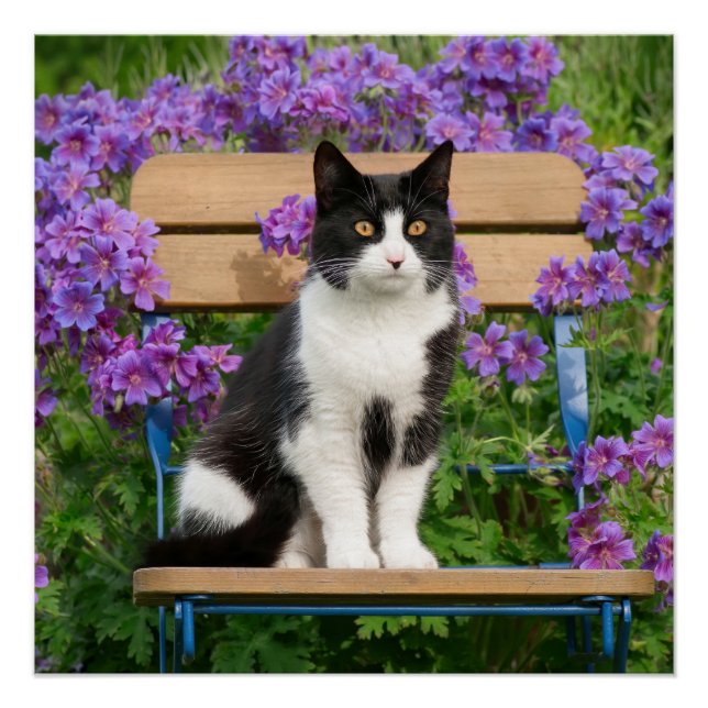 Tuxedo Katze sitzt auf einem Gartenstuhl mit Blume Poster (Vorderseite)