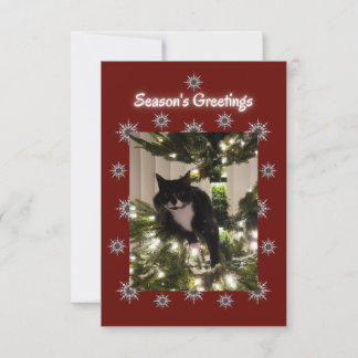 Tuxedo Katze spielt auf einem Weihnachtsbaum.