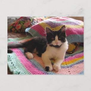Tuxedo-Katze süß mit hübschem gehäkeltem Teppich P Postkarte