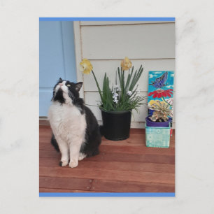 Tuxedo-Katze süß mit hübschen blauen Blumen Postka Postkarte