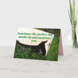 Tuxedo-Katze versteckt Tagesquote Karte