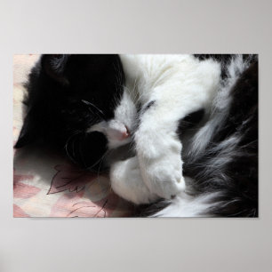 Tuxedo-Katzen-Kunst Süße rosa Nase Kitty Katzen Ku Poster