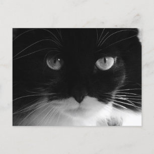 TUXEDO-KATZENFOTO Postkarten
