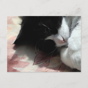 Tuxedo-Katzenkunst Süße rosa Nase Kitty Katzen Kun Postkarte