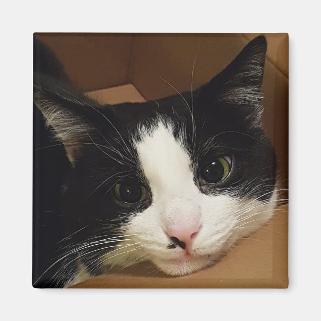 Tuxedo-Katzenmagnet Magnet (Vorne)