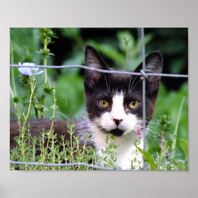 Tuxedo Kitten im Garten Poster (Vorne)