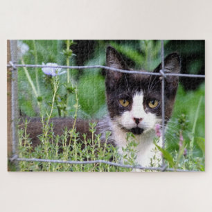 Tuxedo Kitten im Gartenpuzzle