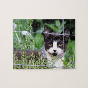 Tuxedo Kitten im Gartenpuzzle