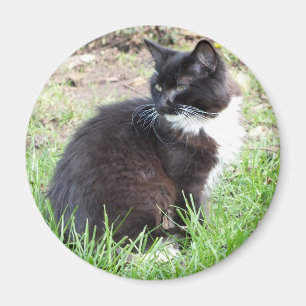 Tuxedo Kitten Magnet