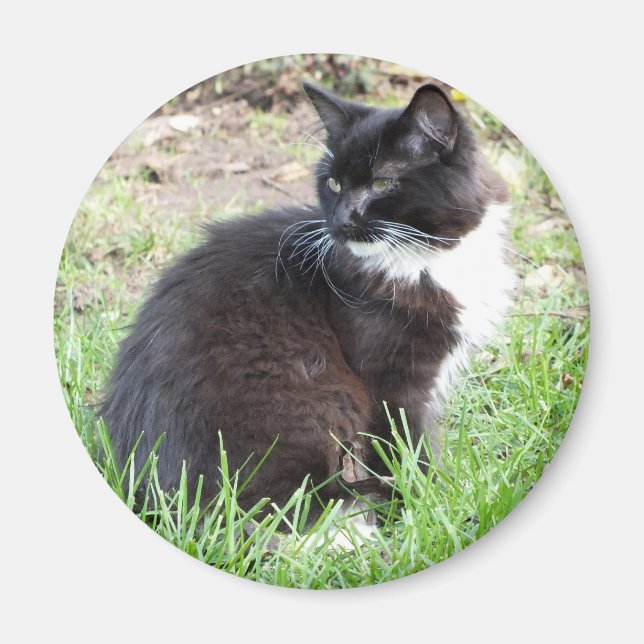 Tuxedo Kitten Magnet (Vorne)