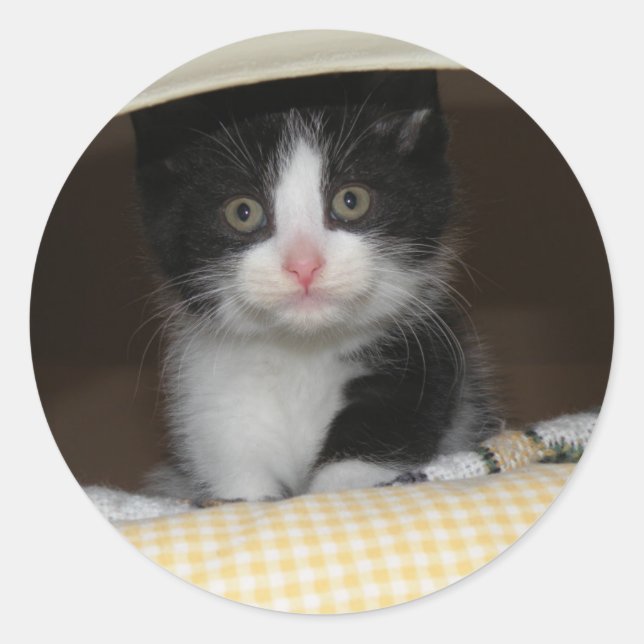 Tuxedo Kitten Runder Aufkleber (Vorderseite)