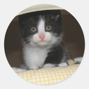Tuxedo Kitten Runder Aufkleber