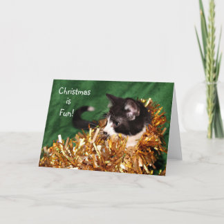 Tuxedo kitten Weihnachten
