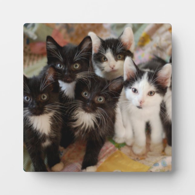Tuxedo Kittens Fotoplatte (Vorderseite)