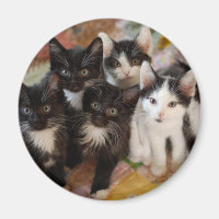 Tuxedo Kittens
