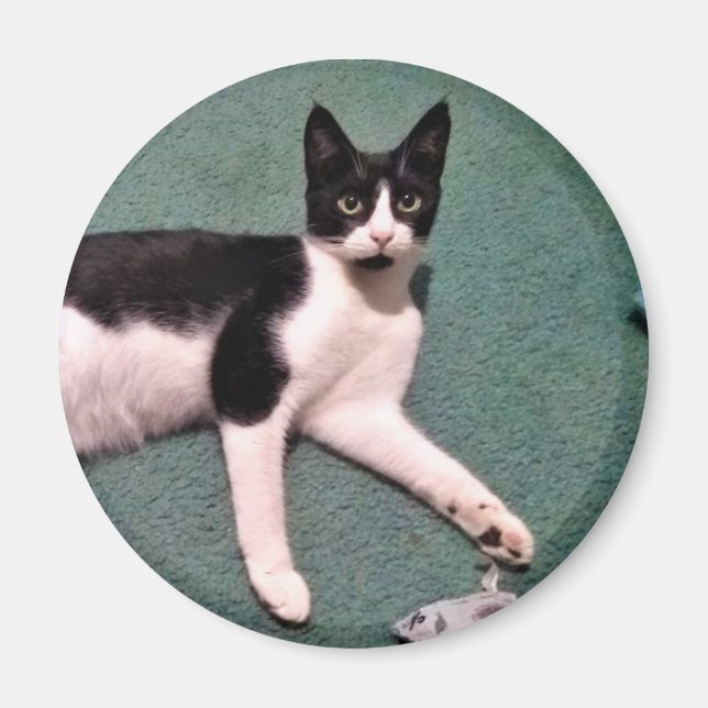 Tuxedo Kitty Magnet (Vorne)