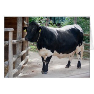 Tuxer Cattle