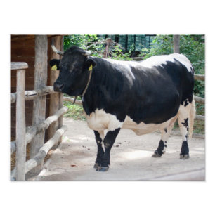Tuxer Cattle Fotodruck