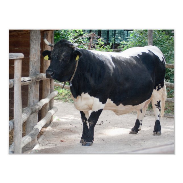 Tuxer Cattle Fotodruck (Vorne)