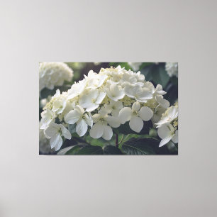 *~* TV2 Soft Hydrangea Gespannte Leinwanddruck