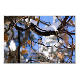 Tweebaum Fotodruck