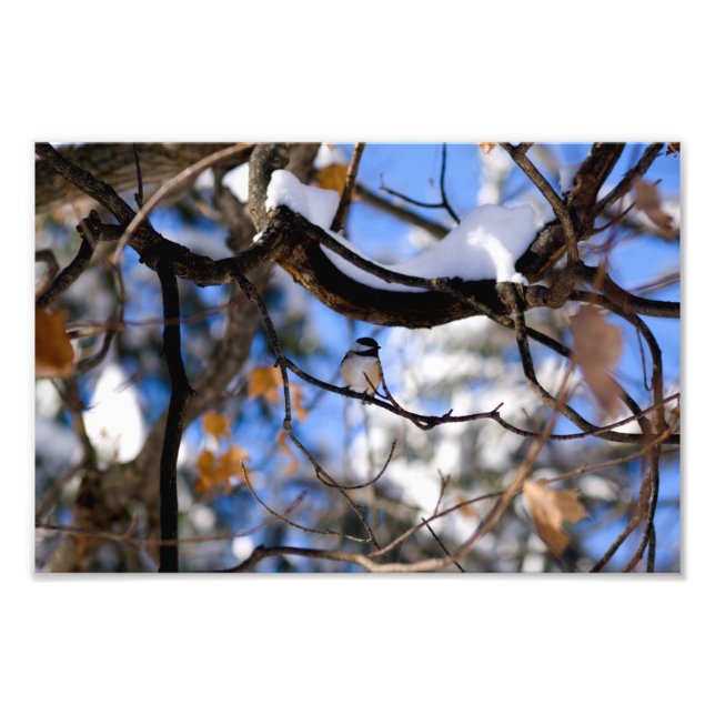 Tweebaum Fotodruck (Vorne)