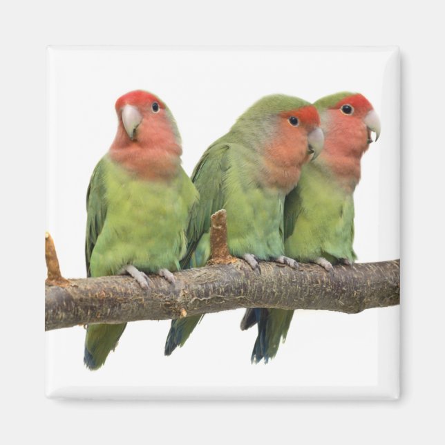Tweet Trio Magnet (Vorne)