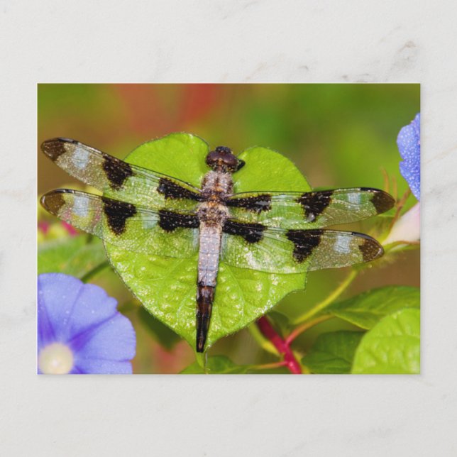 Twelve-spotted Skimmer Postkarte (Vorderseite)