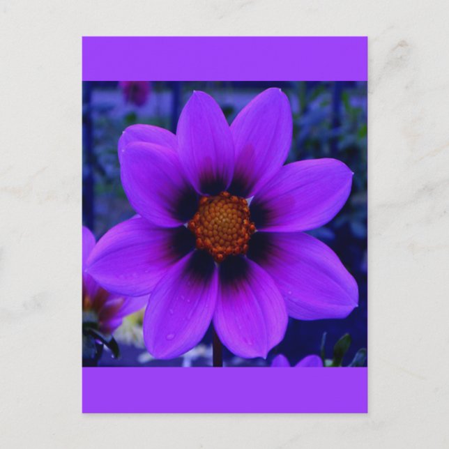 Twilight Bloom Lila Blume in der Abenddämmerung Postkarte (Vorderseite)