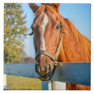 Twilight-Rose   Reitpferd Fliese