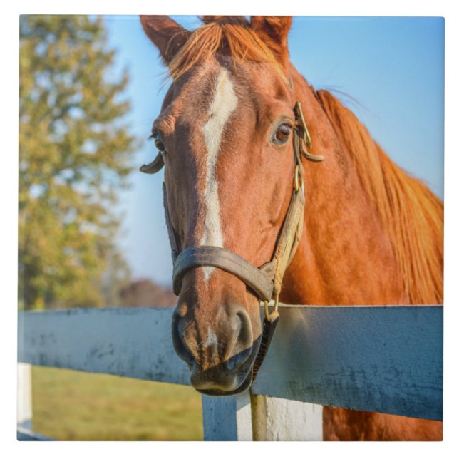 Twilight-Rose | Reitpferd Fliese (Vorderseite)