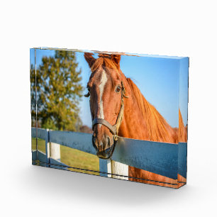 Twilight-Rose   Reitpferd Fotoblock