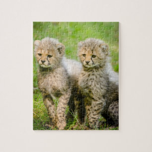 Twin Baby Cheetahs